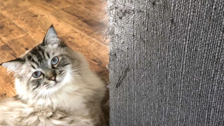 5 Ways to prevent your furniture from getting scratched