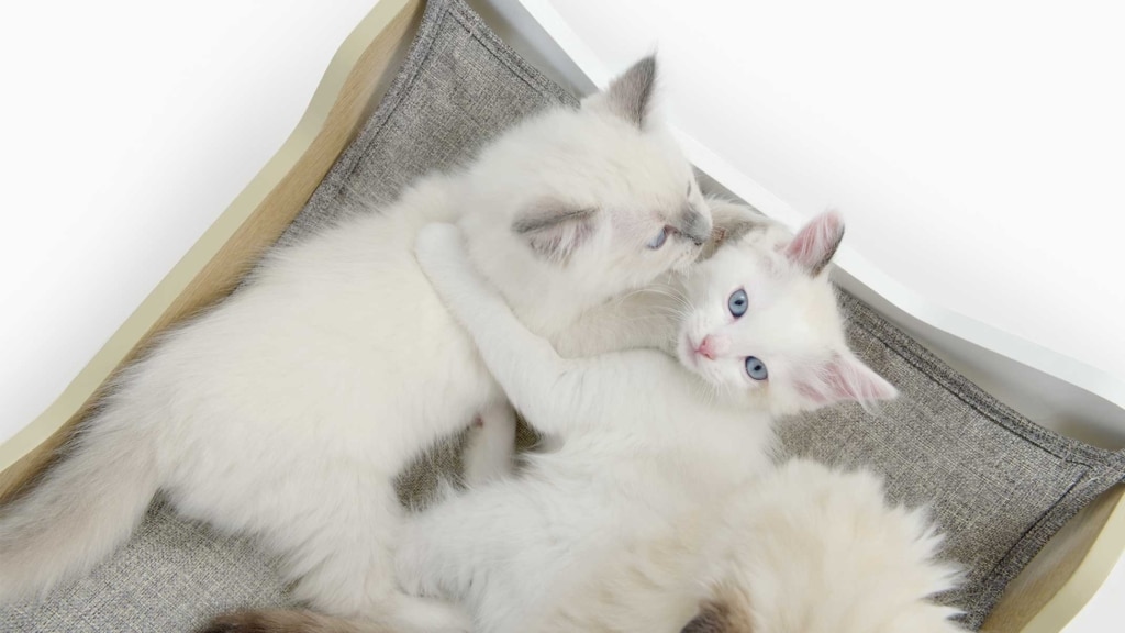 Waarom slapen katten eigenlijk zoveel?