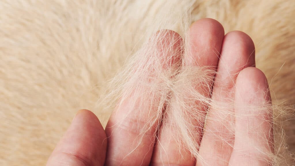 Hilfe! Meine Katze verliert ihre Haare. 4 Tipps, um dein Haus frei von Katzenhaaren zu halten