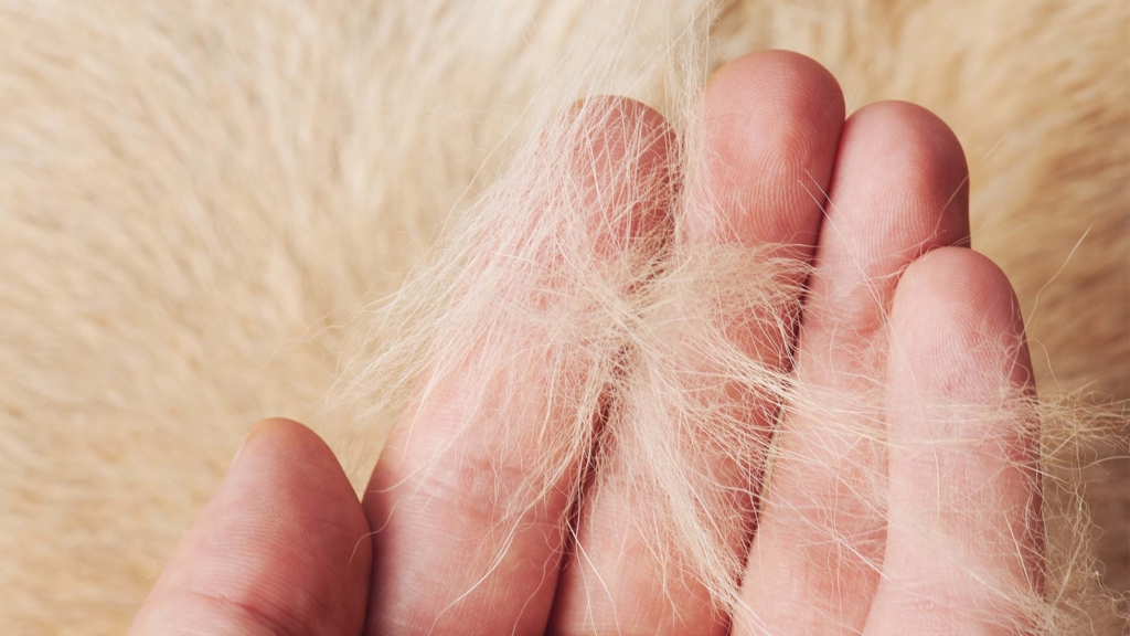 Help! My cat is shedding. 4 hacks to keeping your house free of cat hair