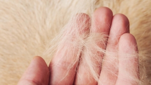 A hand holding a clump of light-colored cat fur against a furry background