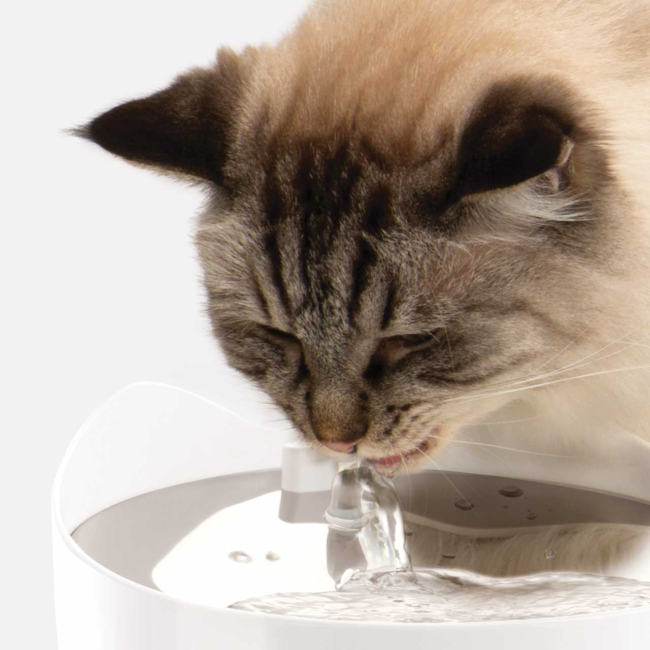 Kot pijący z inteligentnej fontanny PIXI w wygodnej pozycji