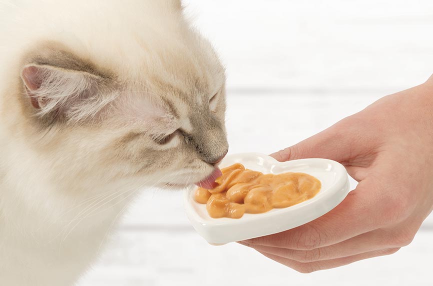 Cat licking from Catit Creamy Heart Dish