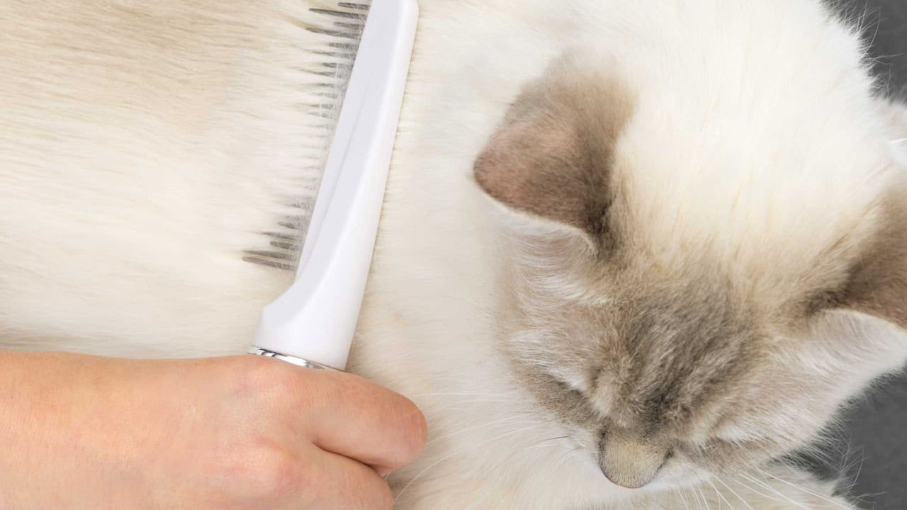 Get the most out of your Catit longhair grooming kit!