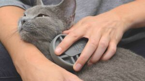 Get the most out of your Catit shorthair grooming kit!