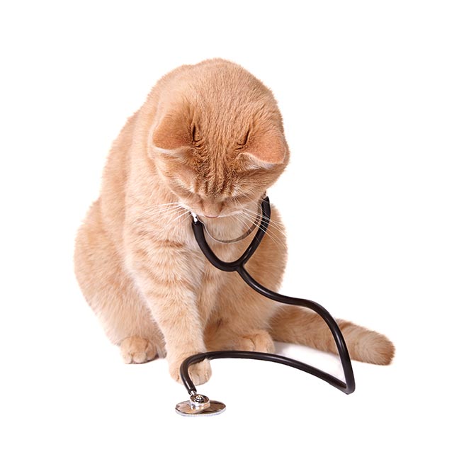Ginger cat with a stethoscope around its neck