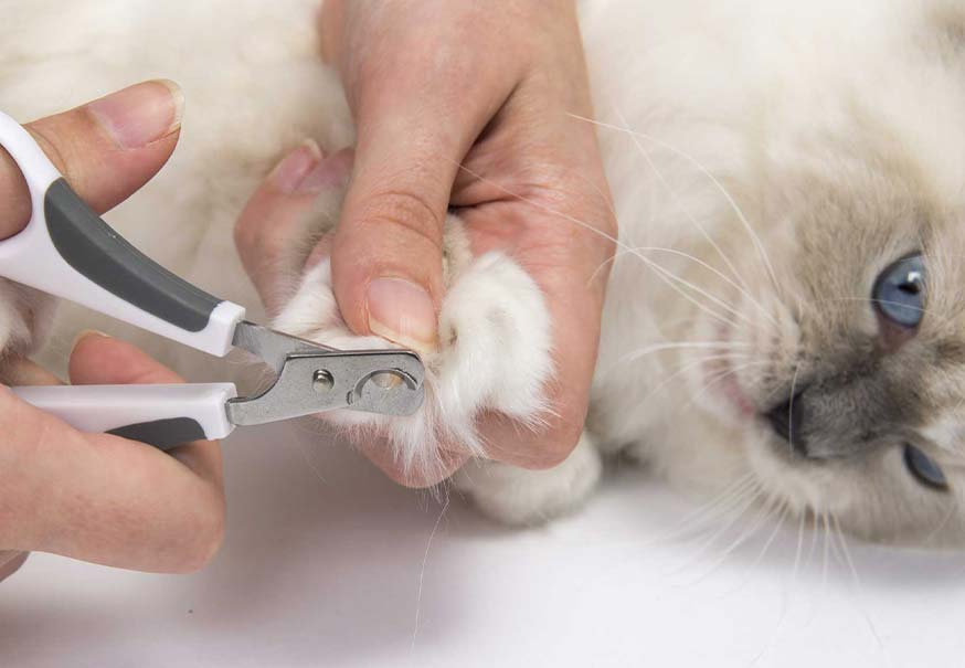 Clip your cat’s nails