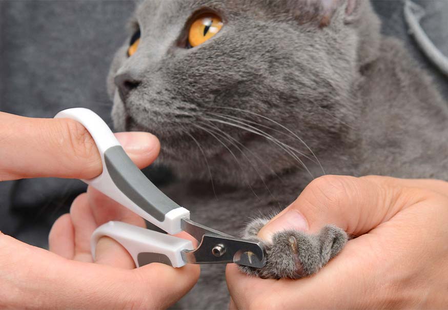 Corta las uñas de tu gato