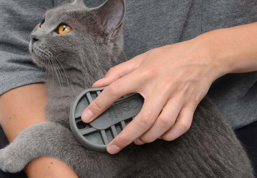 Get your cat used to grooming
