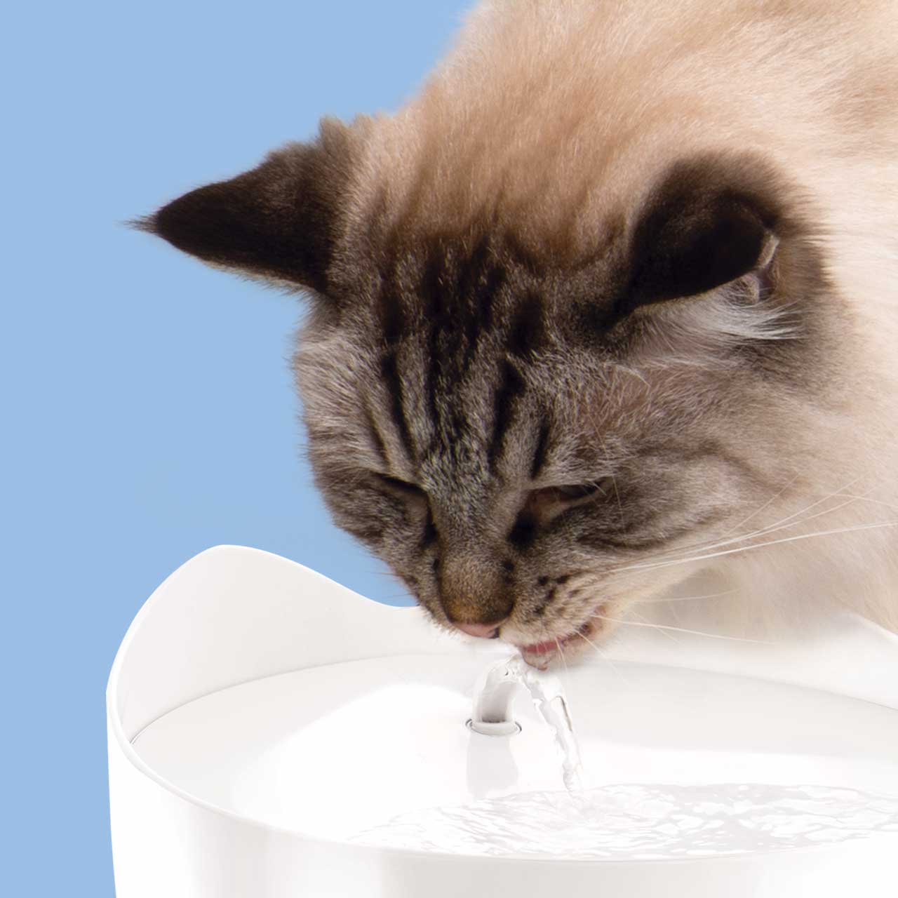 Eine Katze trinkt aus einem PIXI Trinkbrunnen in einer ergonomisch bequemen Haltung