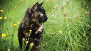 Why bugs are brilliant for cats