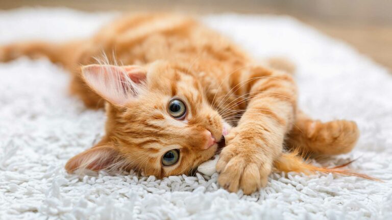 Adopting a kitten
