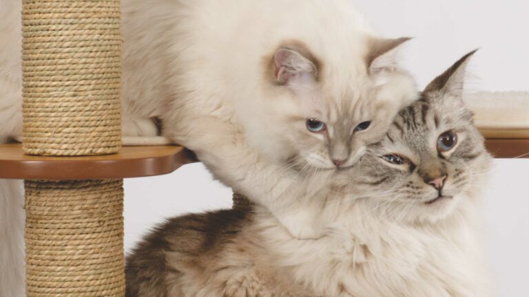Introducing your kitten to your other pets