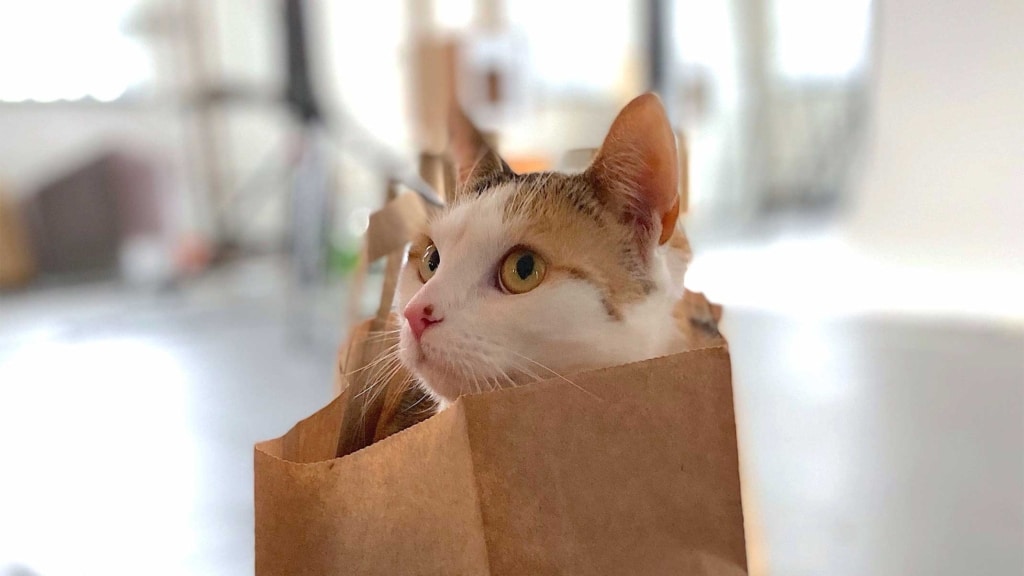 Hai bisogno di un gatto nella tua vita! Ecco perché
