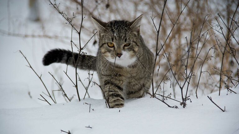 12 ways to keep your cat safe in winter