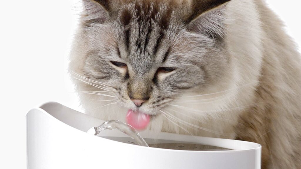5 Gründe, warum deine Katze unbedingt einen Trinkbrunnen braucht