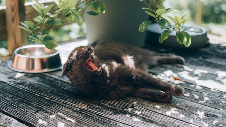 7 Tips to keep your cat cool during summer