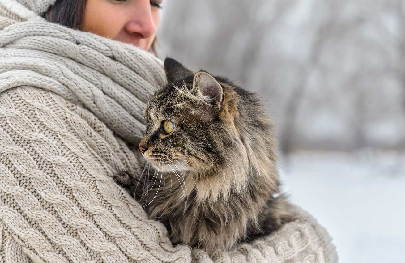 Acompaña a tu gatito