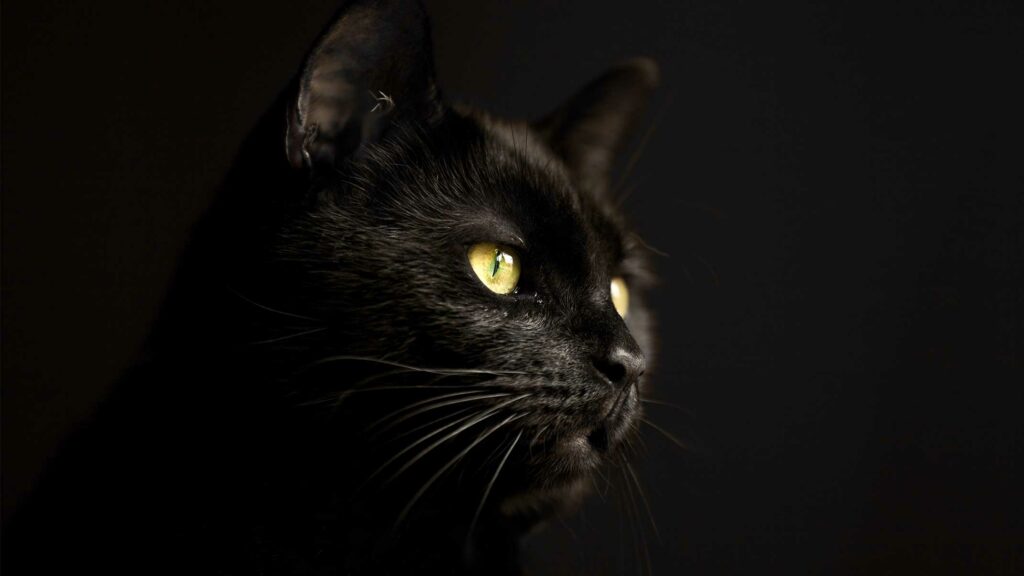Schwarze Katzen – Warum denkt man, dass sie Pech bringen?