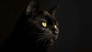 Black cats – why are they considered bad luck?