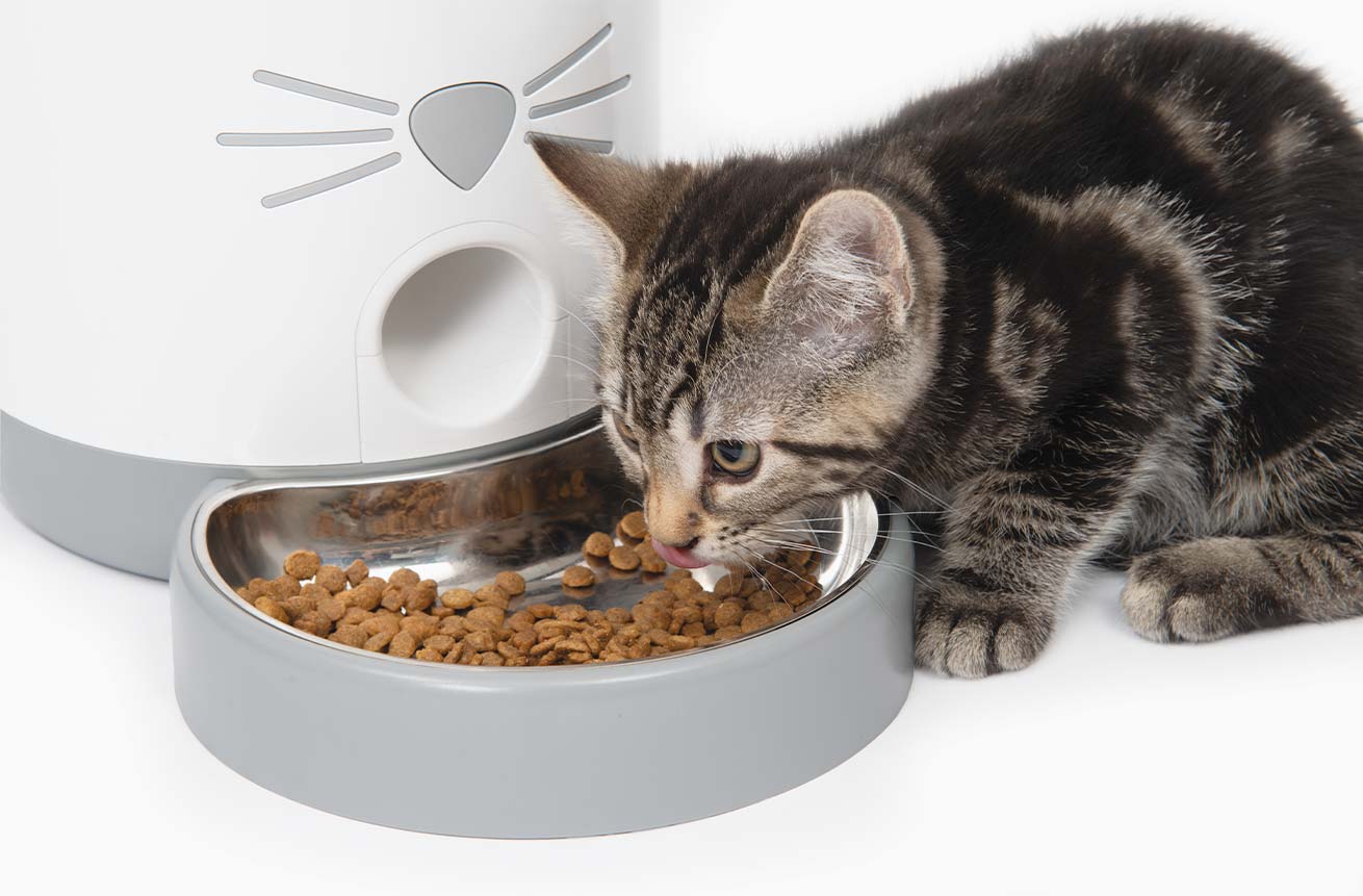 Decide con qué frecuencia quieres alimentar a tu gato