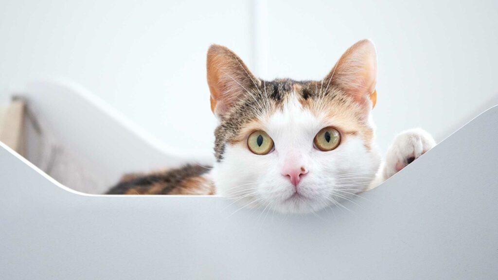 Bonjour, je m’appelle Pixi et je suis la chatte du bureau