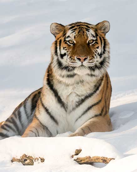 Sibirischen Tiger