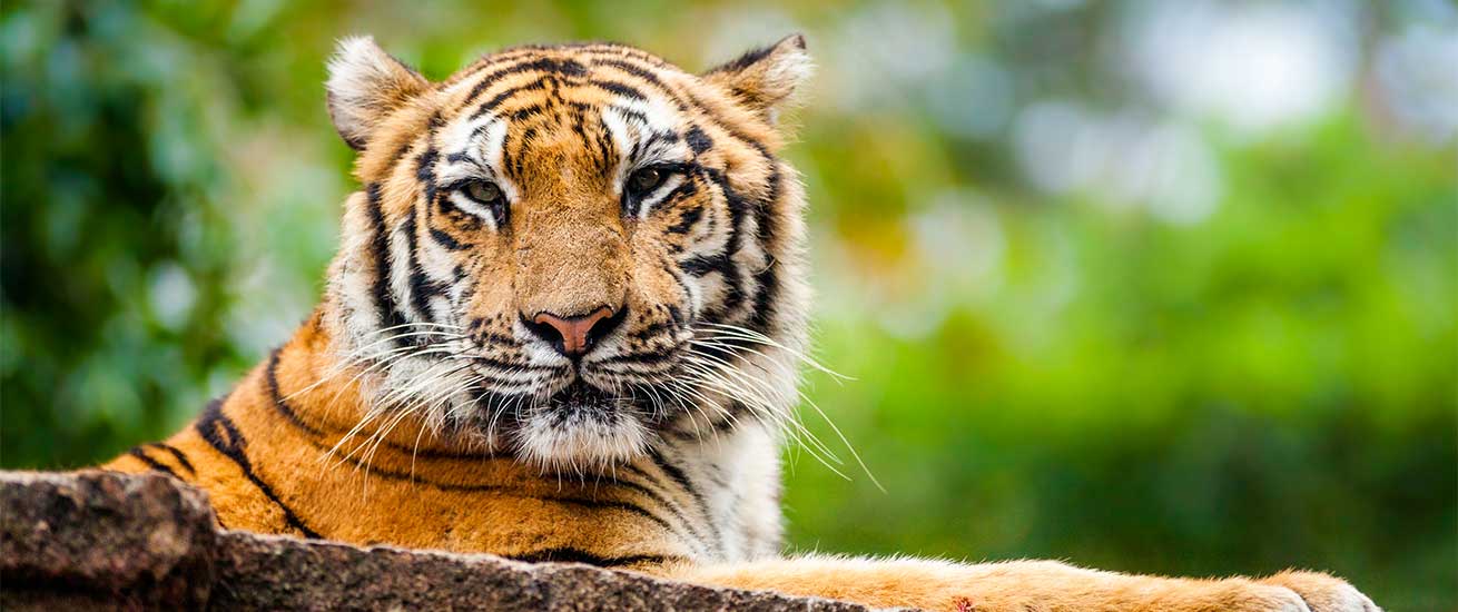 Tigre de Sumatra