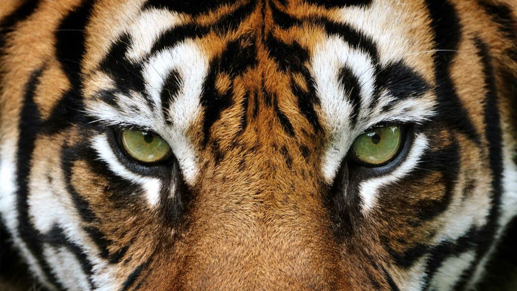Diez cosas que quieres saber sobre los tigres