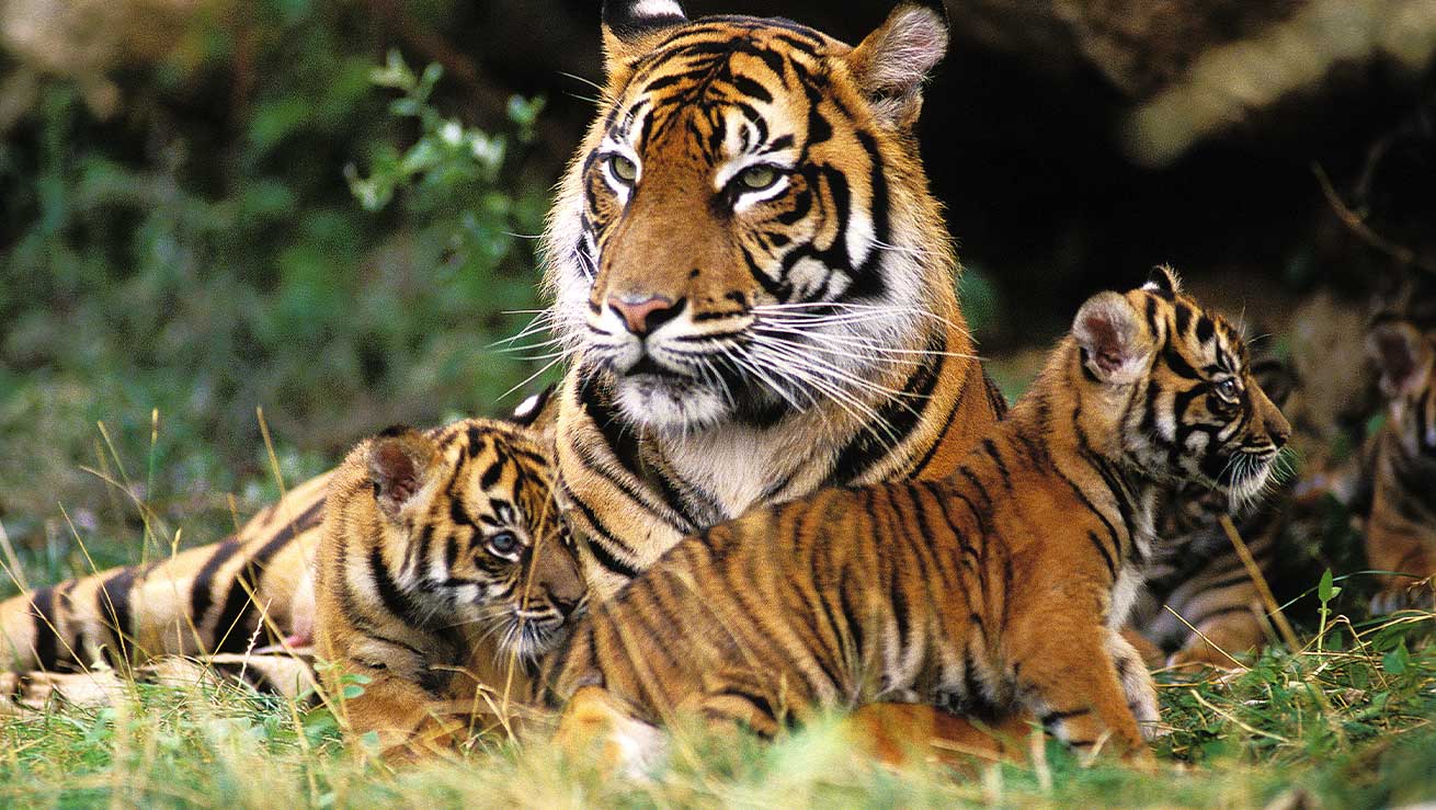Tiger cubs are fragile and born blind