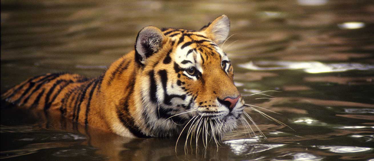 A los tigres les encanta nadar.
