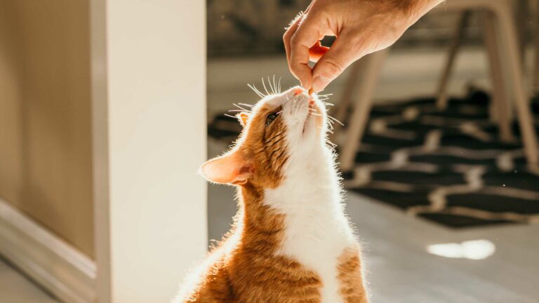 Training your cat