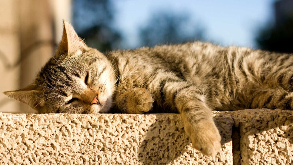What is ultraviolet light and how does it benefit your cat