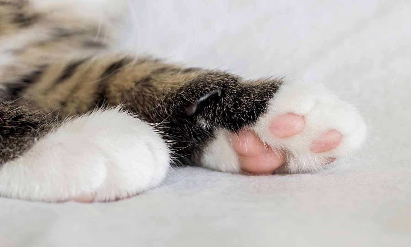 Wipe your cat’s paws clean