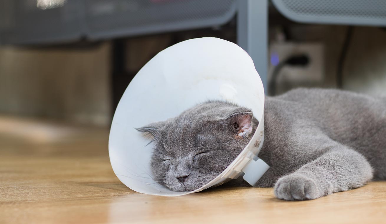 Cat recovering
