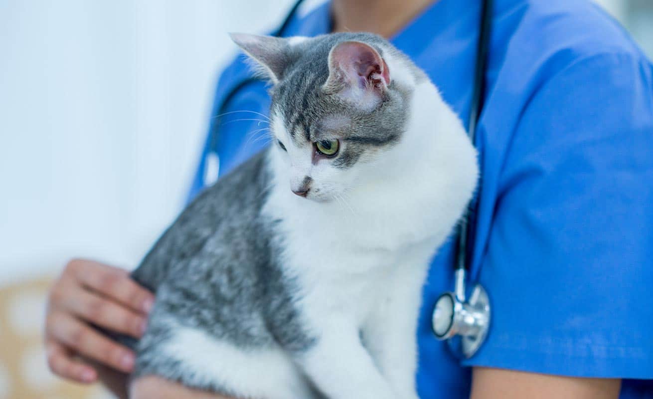 Cat with veterinary