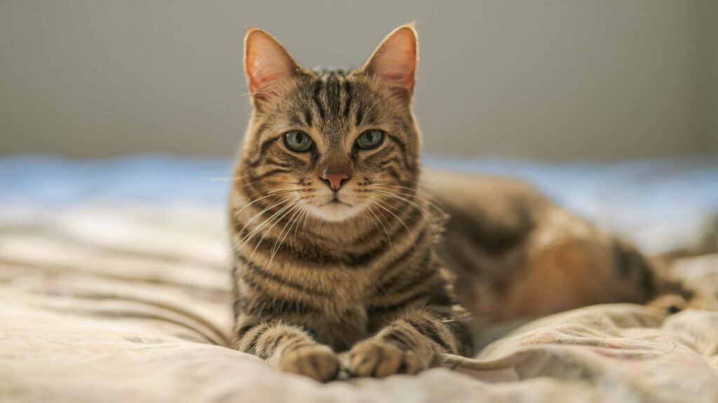 Fact vs fiction: cat spaying and neutering explained.
