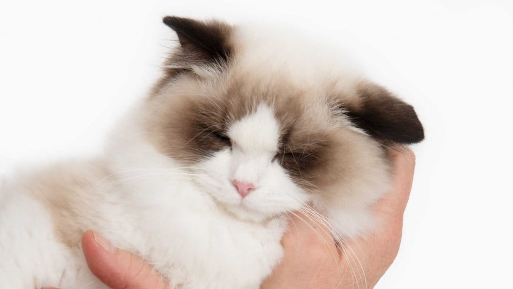 Zo vind je een kat die perfect bij je past!