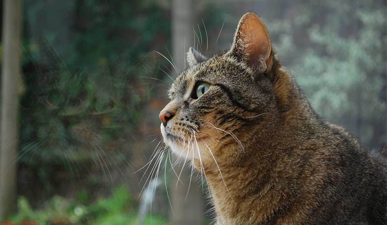 Gato mayor, gato casero