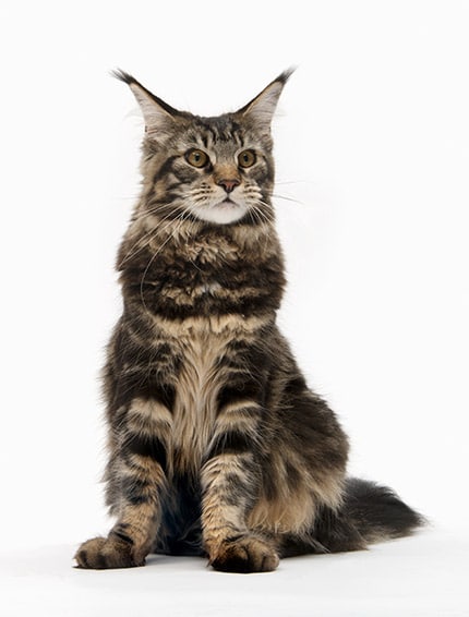 Main coon