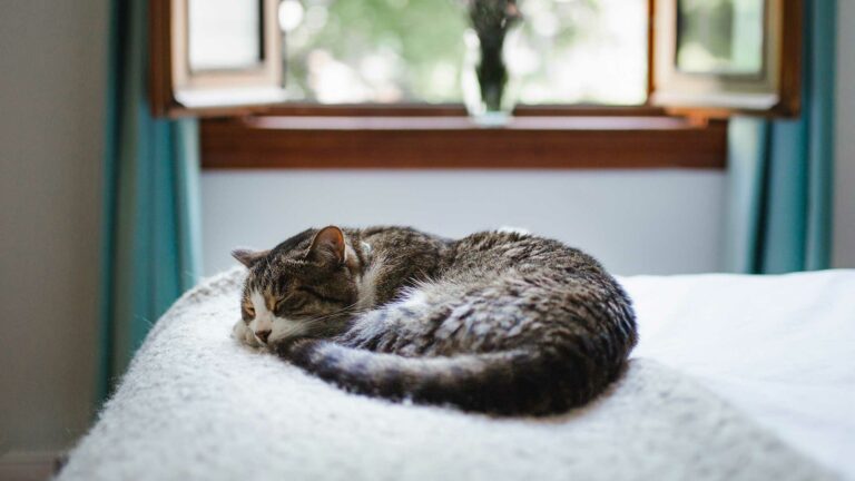 Our 5 easy care tips for your senior cat