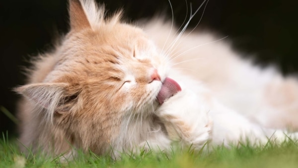 A fluffy ginger cat lying in the grass and grooming its paw