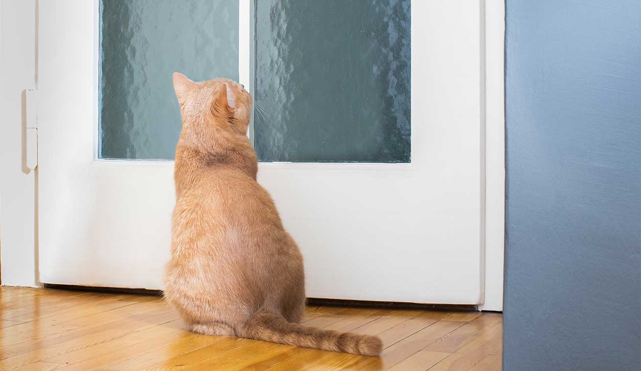 Empêchez votre félin de s’enfuir de la maison