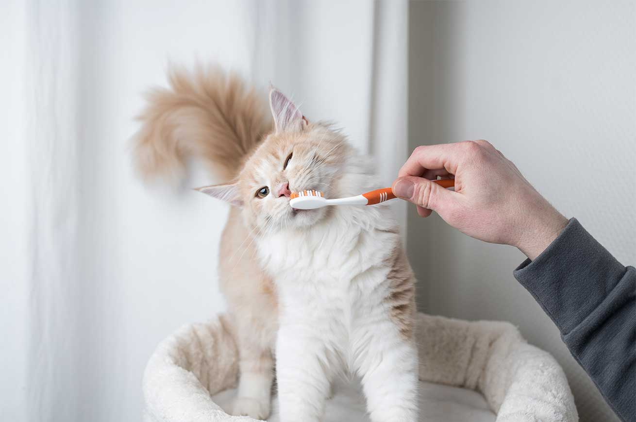 Mantener limpios los dientes de tu gato