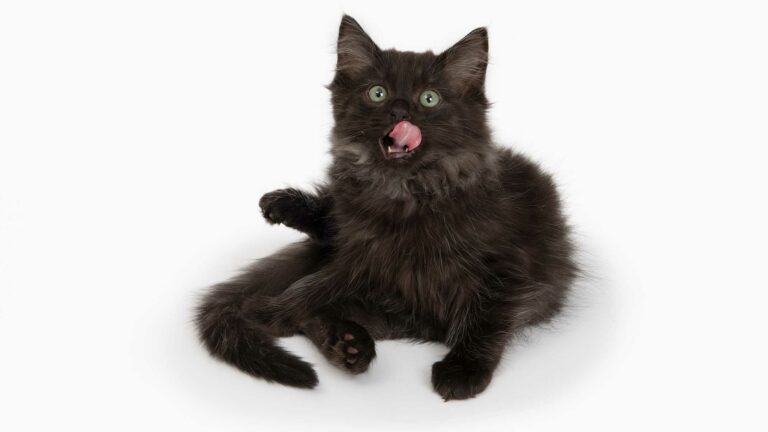 Our tips and tricks on how to take care of your cat’s teeth