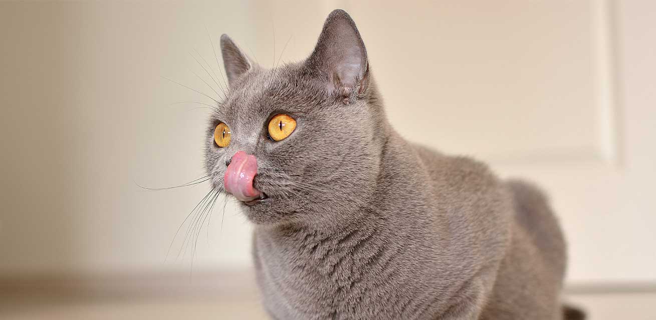 El impacto de la comida en los dientes de tu gato