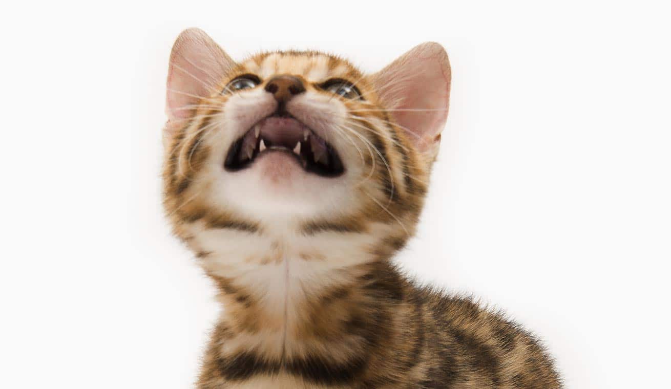 Wann wachsen meinem Kätzchen Zähne?