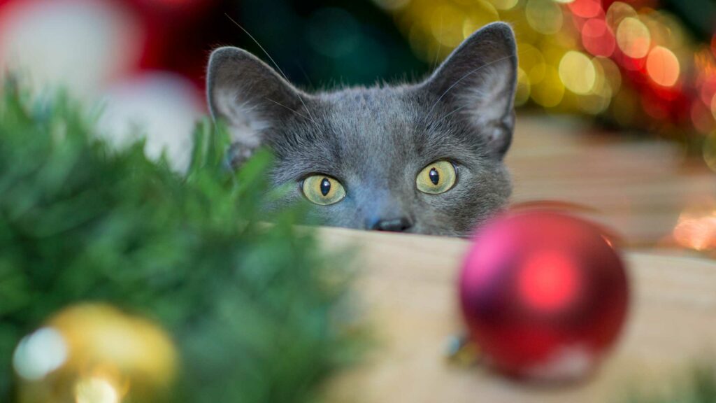 10 decoraciones navideñas comunes que son peligrosas para los gatos