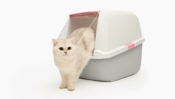 5 easy steps to get your cat used to new litter
