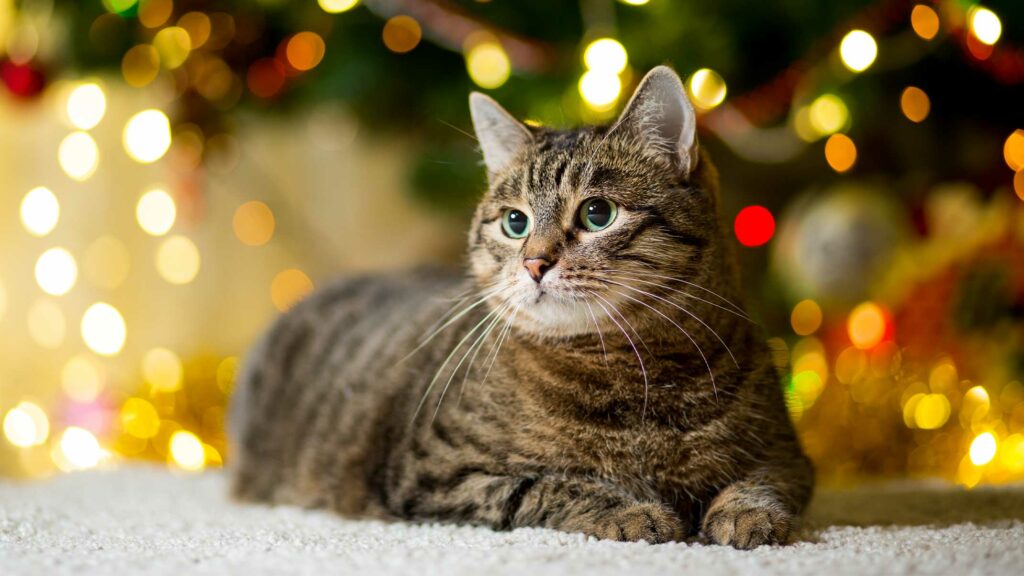 5 conseils pratiques pour rendre votre arbre de Noël sûr pour votre chat